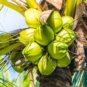Kelapa 300 x 300