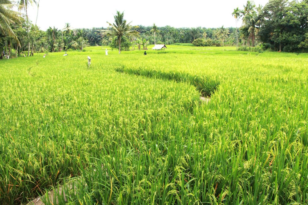Sawah